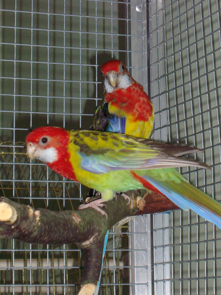 Inya und Aiwe - meine Rosellas