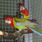 Inya und Aiwe - meine Rosellas