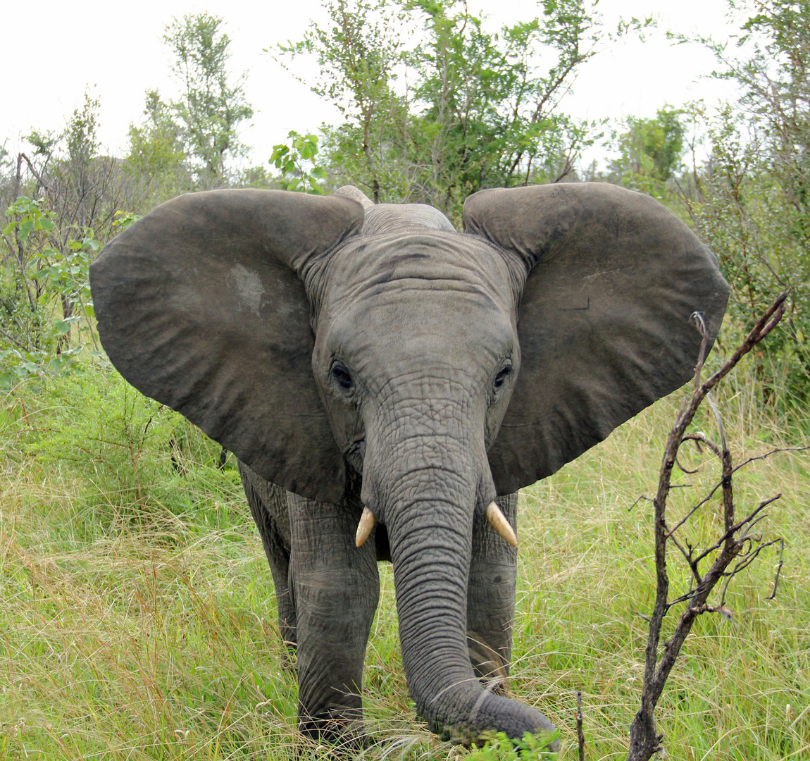 Inyati - junger Elefant