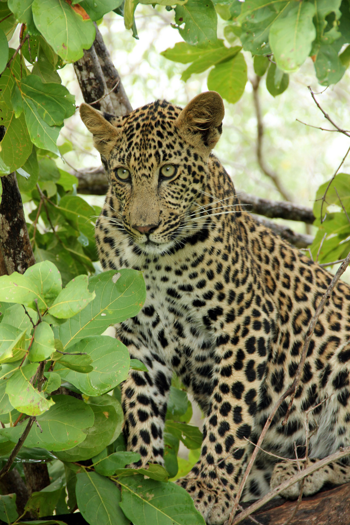 Inyati - Leopard