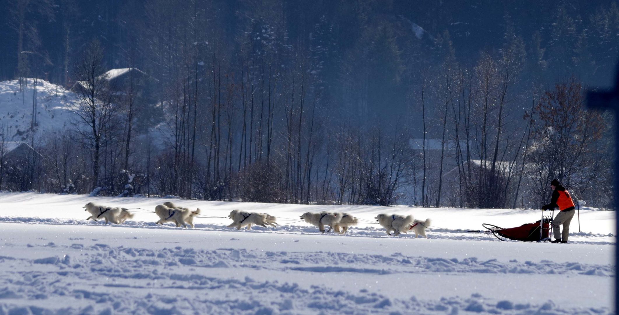 Inzell 2014 Schlittenhunderennen