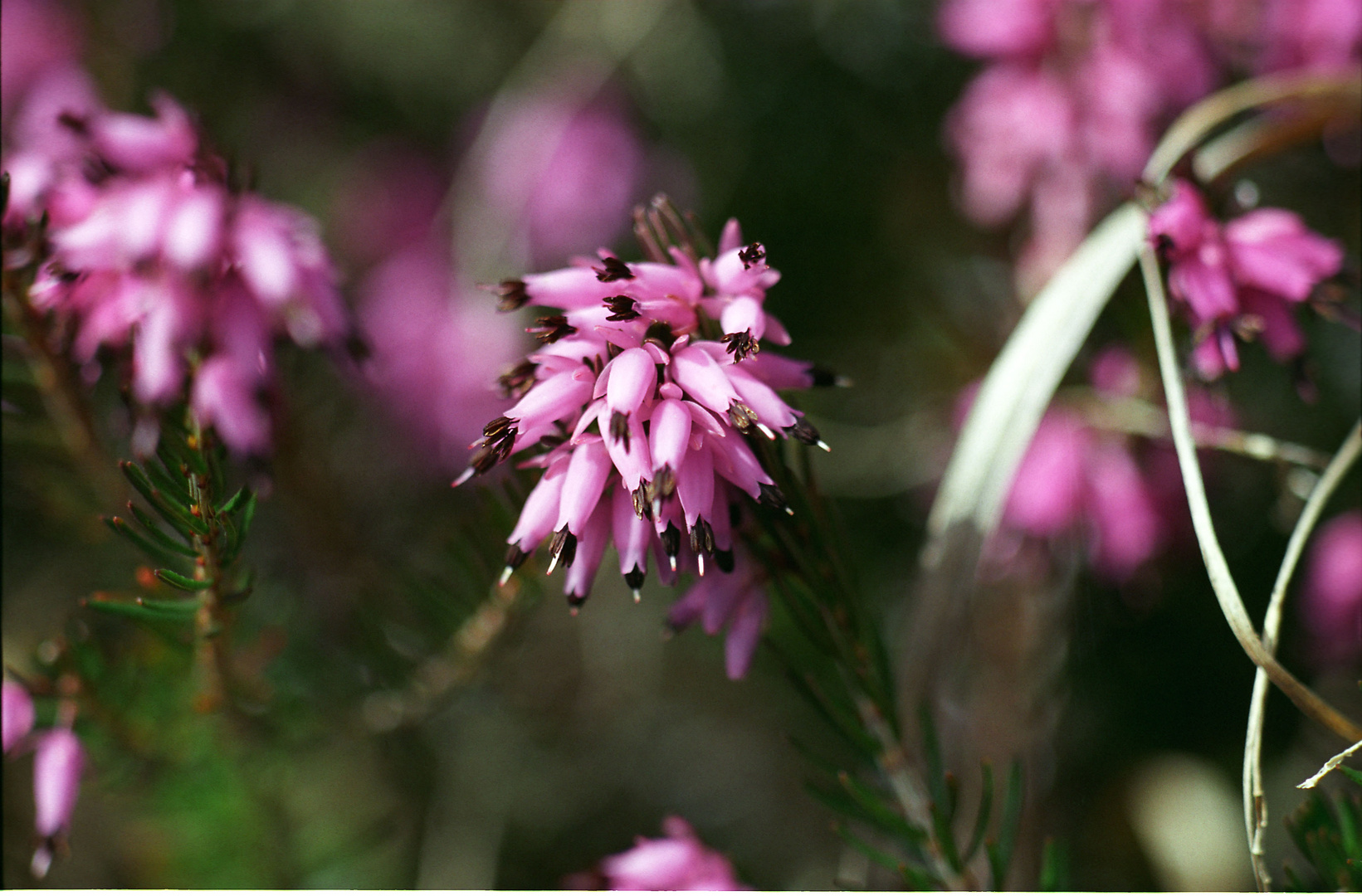 Inzell Am Berg 3 Blumen Macro