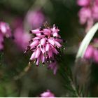 Inzell Am Berg 3 Blumen Macro