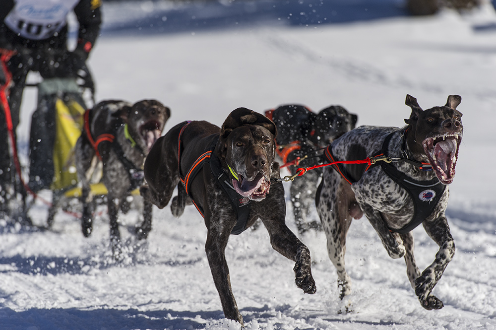  sport, sport mit tieren 