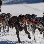 Inzell - Hundeschlittenrennen