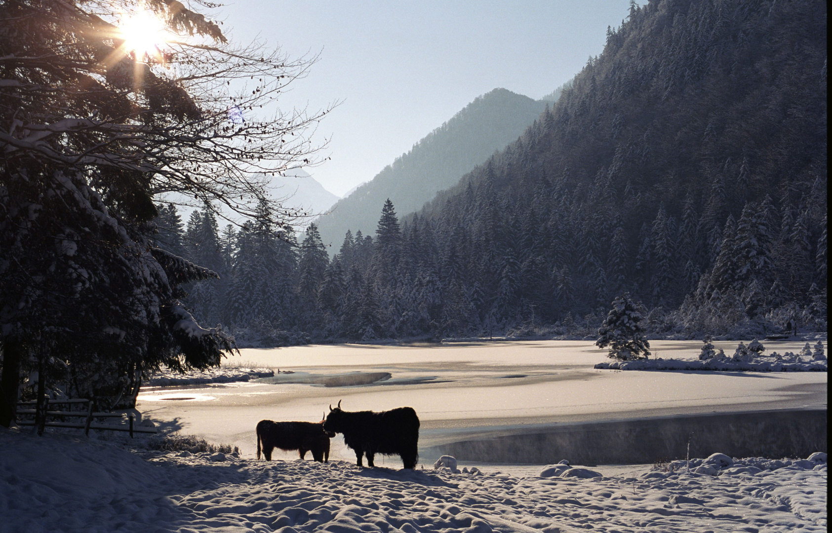 Inzell Rindficher im Gegenlicht