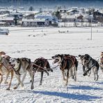 Inzell - Schlittenhunderennen