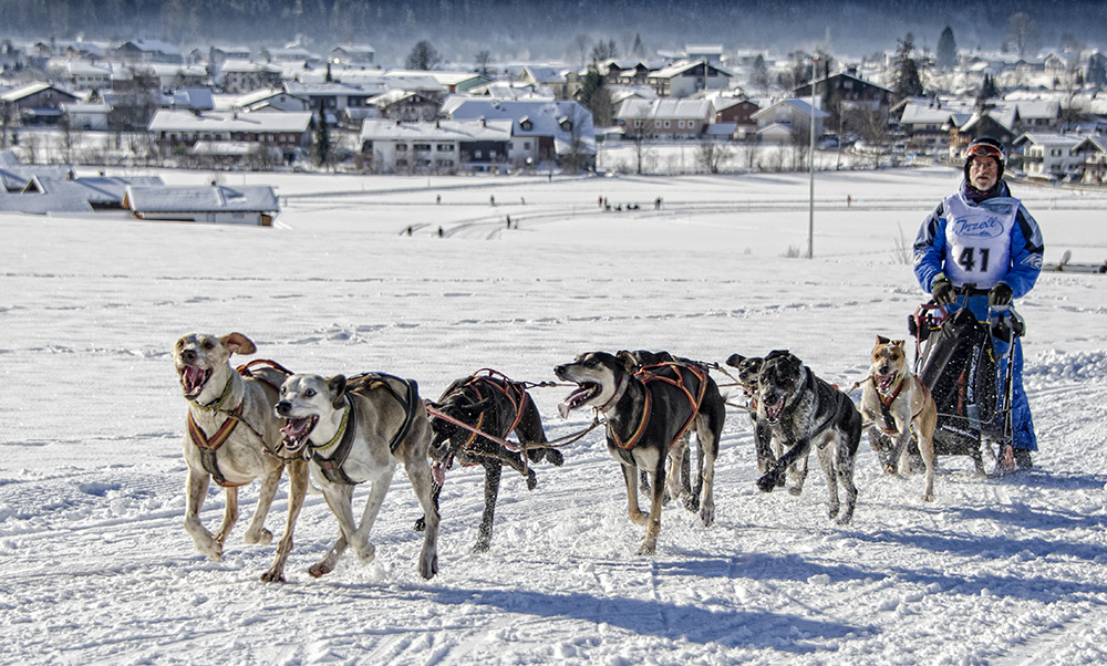 Inzell - Schlittenhunderennen