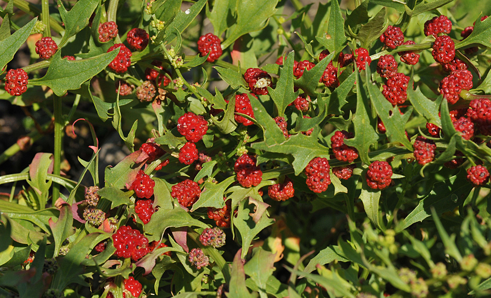 Inzigkofen, Kräutergarten: Erbeerspinat 01