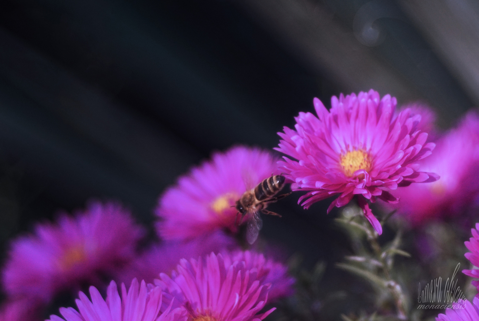 Inzwischen gibt es für die Bienen nichts mehr zu holen.