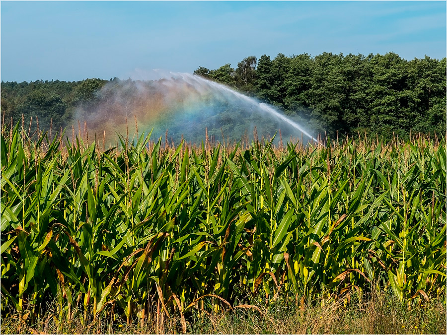 Inzwischen sicher schon Biogas