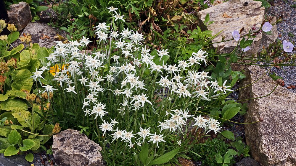 Inzwischen sind es um die 100 Blüten beim Edelweiß und die größte   Dimension...