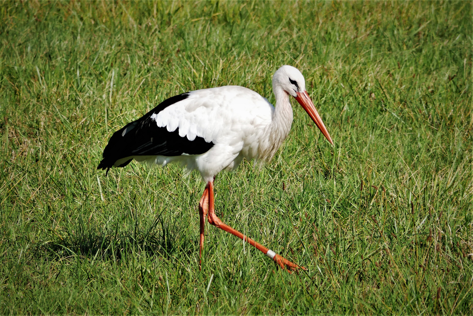 Inzwischen verbreitet - Weißstorch in den Rieselfeldern von Münster