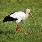 Inzwischen verbreitet - Weißstorch in den Rieselfeldern von Münster