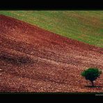 Io, albero solo...