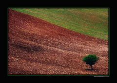 Io, albero solo...