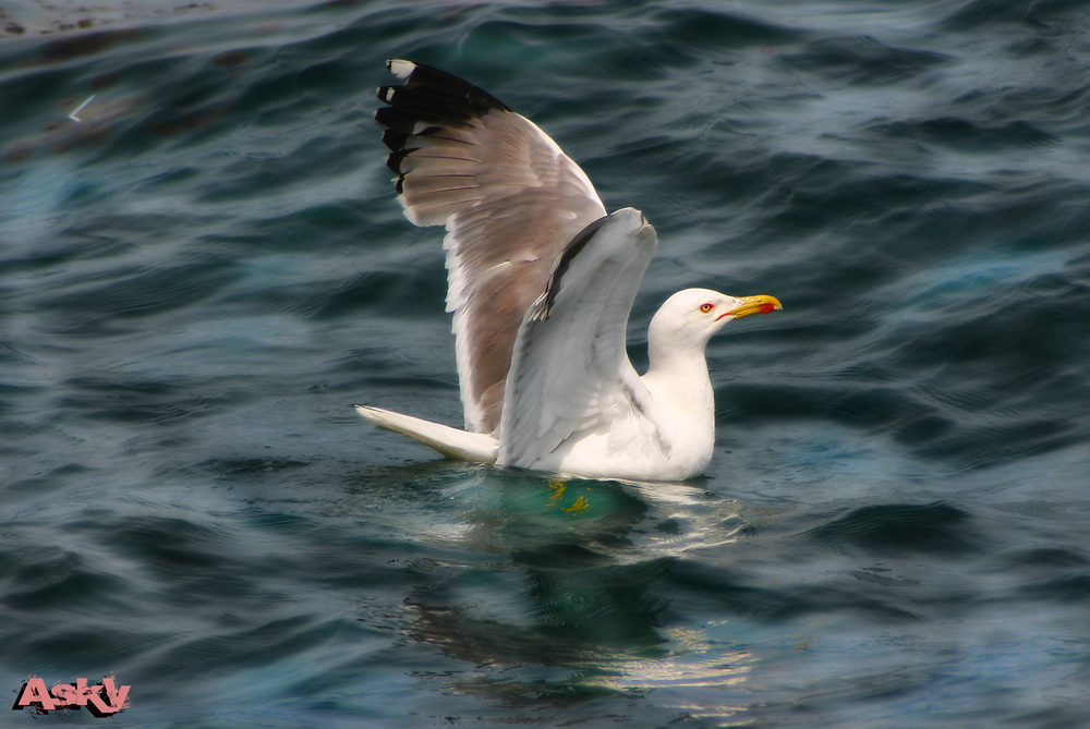 Io posso volare!!!