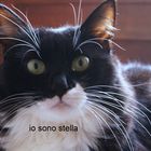 io sono stella....