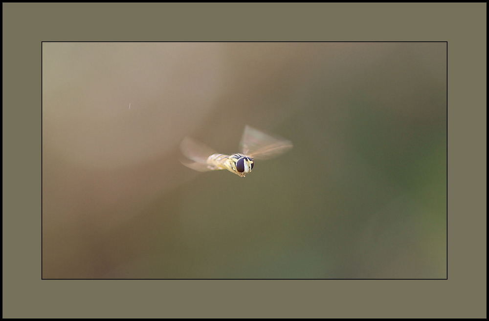 Io Volo