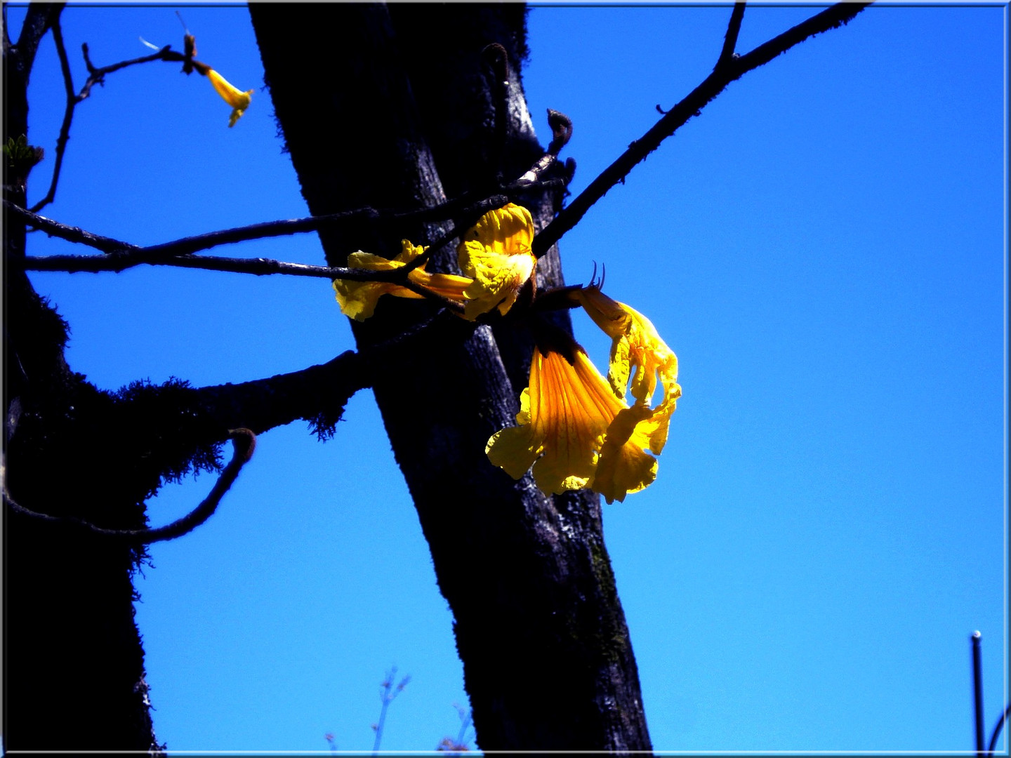 Ipê amarelo