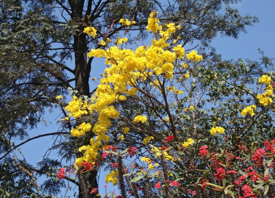 Ipê amarelo