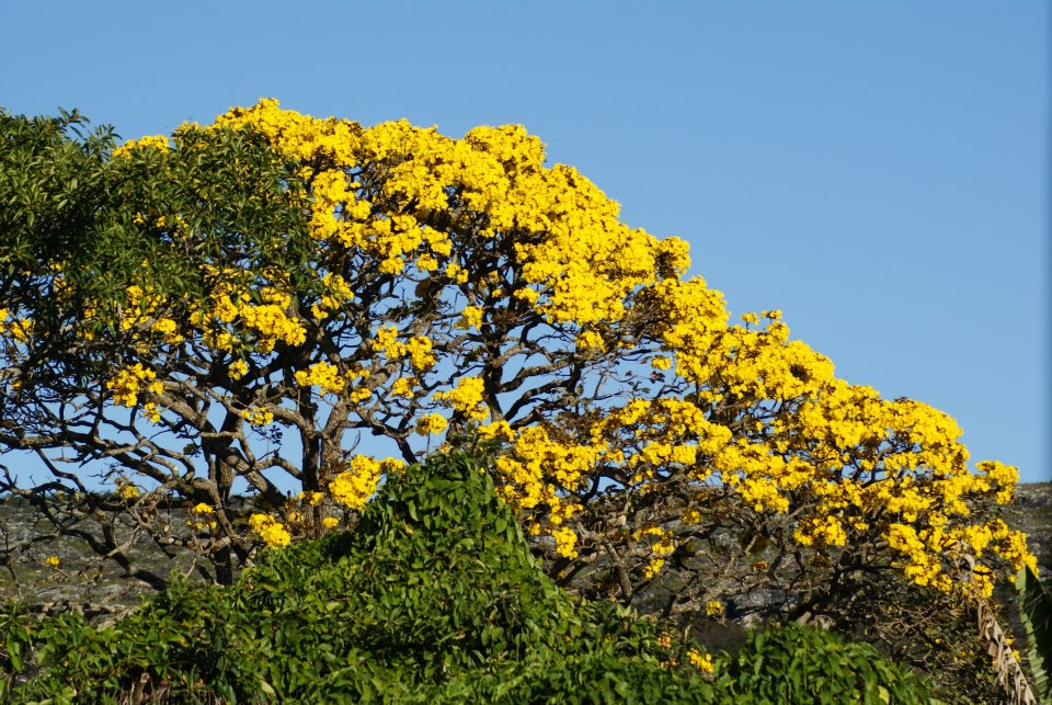 Ipê Amarelo