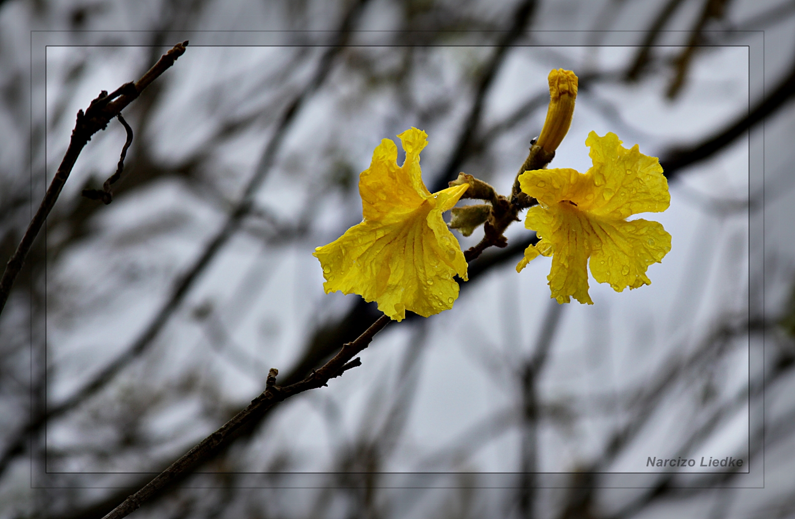 Ipê Amarelo II