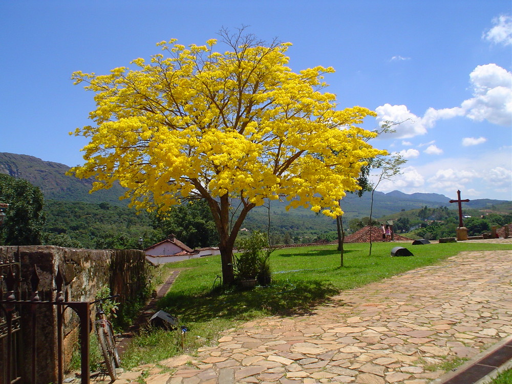 Ipê amarelo - Tiradentes MG - Brasil