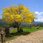 Ipê amarelo - Tiradentes MG - Brasil