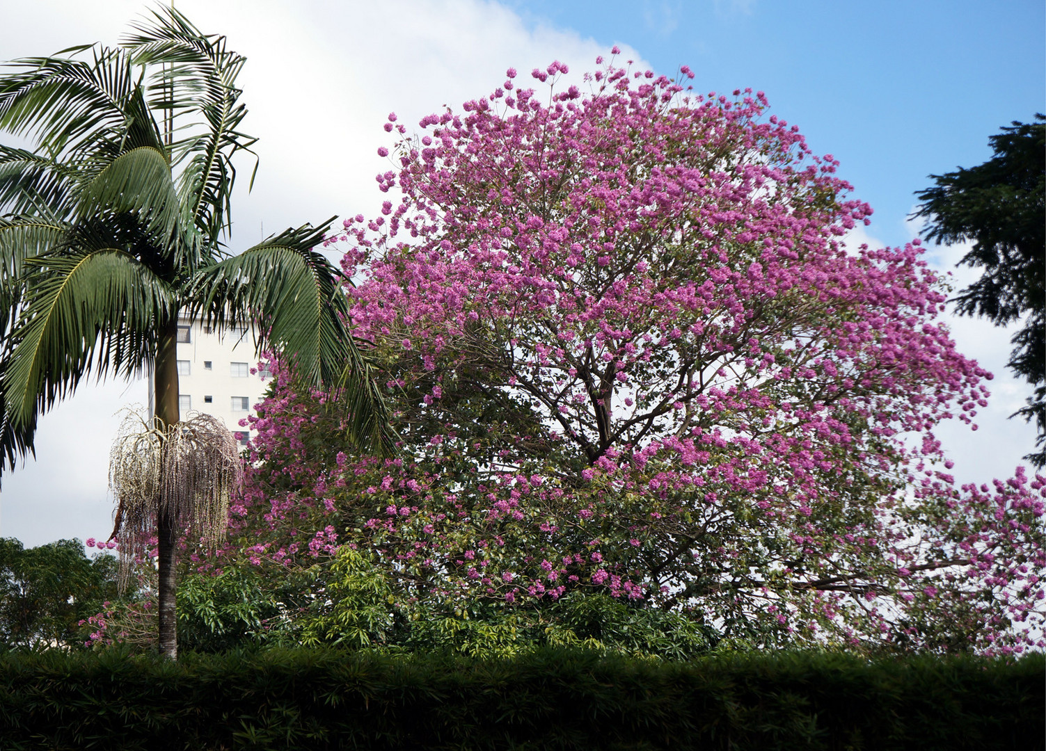 Ipê roxo