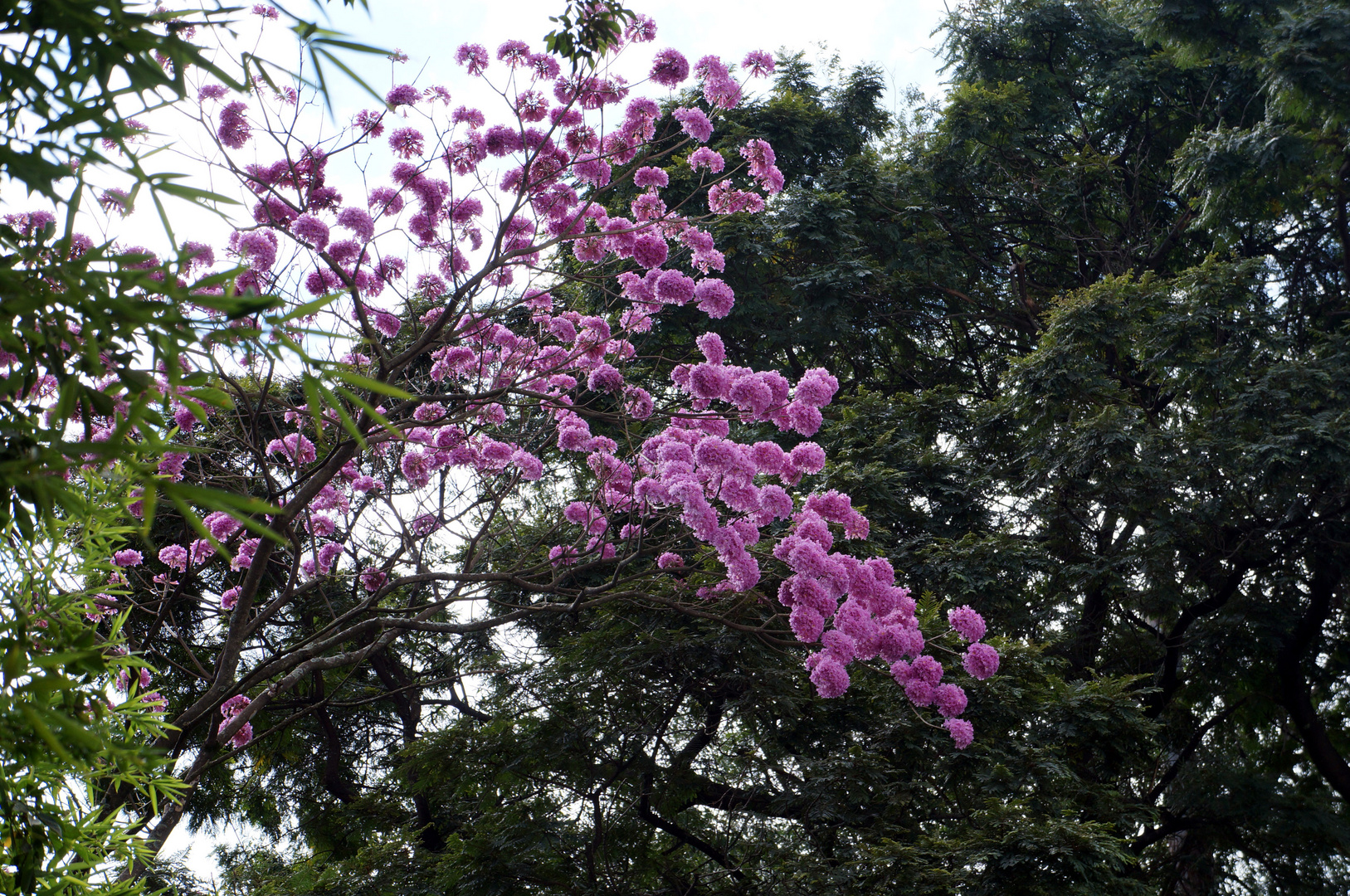 Ipê roxo II