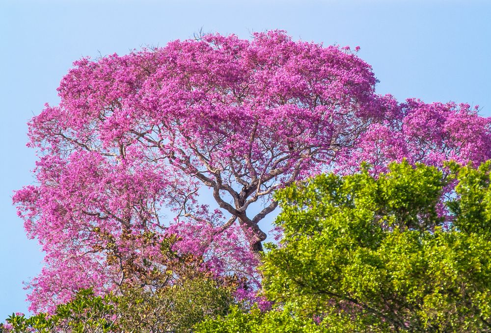 Ipe Baum, rosa