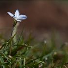 Ipheion uniflorum.