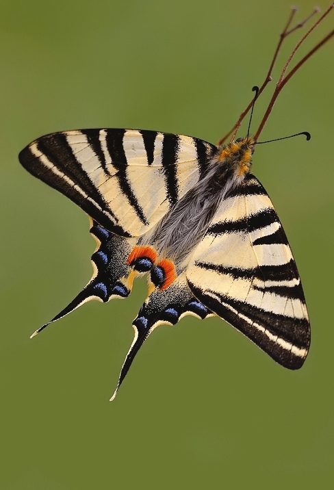 Iphhiclides podalirius (Papilionidae)