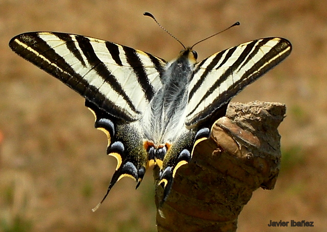 IPHICLIDES