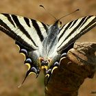 IPHICLIDES