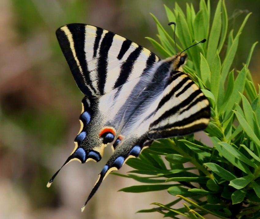 Iphiclides feisthamelii