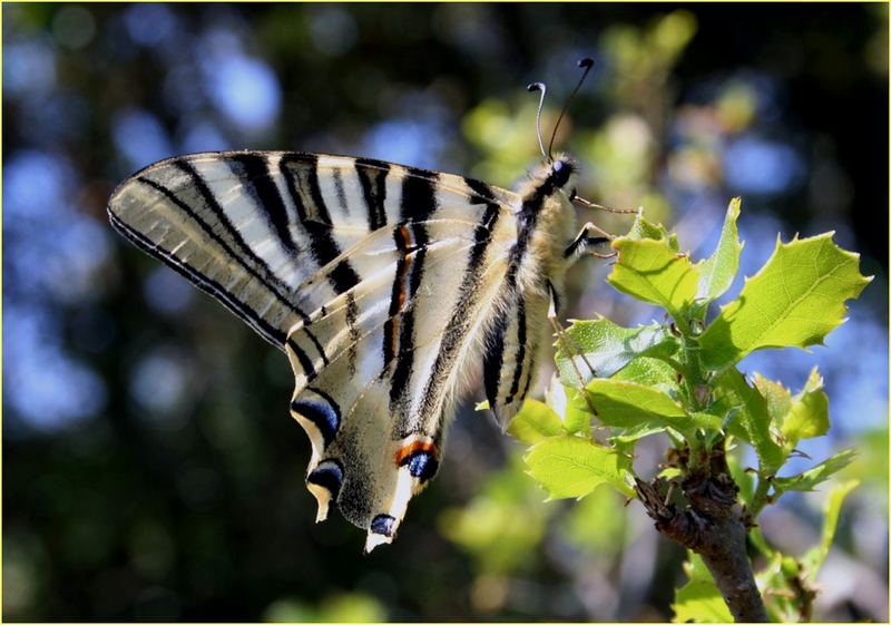 Iphiclides feisthamelii