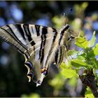 Iphiclides feisthamelii