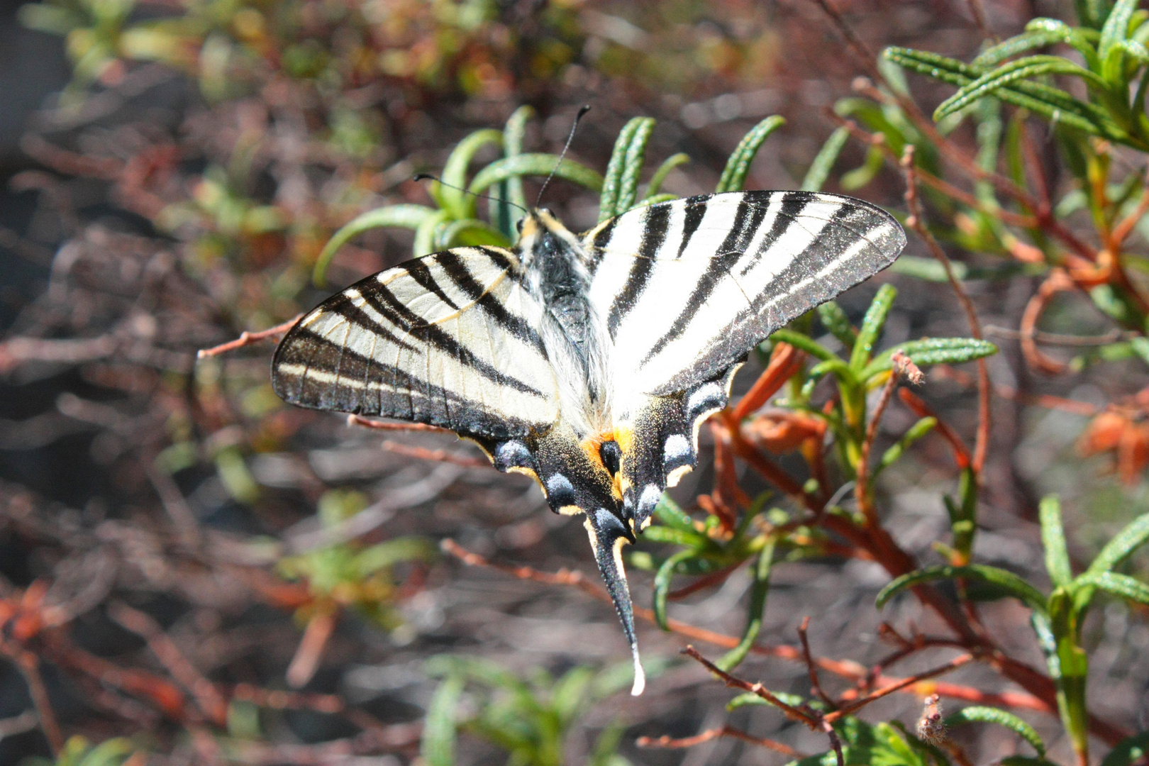 iphiclides feisthamelii (voilier blanc)