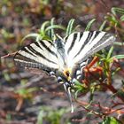 iphiclides feisthamelii (voilier blanc)