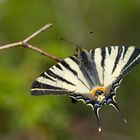 Iphiclides on Top