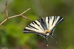 Iphiclides on Top