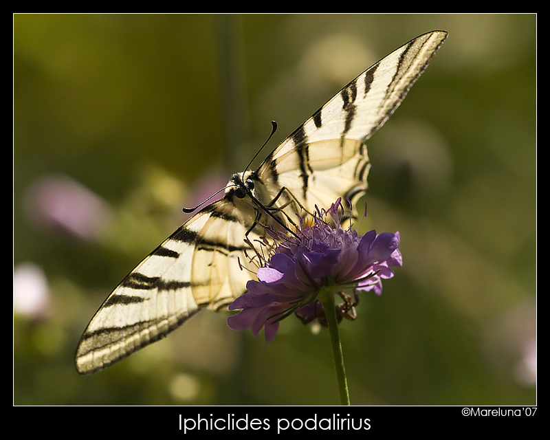 Iphiclides podalirius