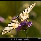 Iphiclides podalirius