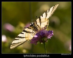 Iphiclides podalirius