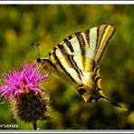 Iphiclides Podalirius