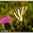 Iphiclides Podalirius