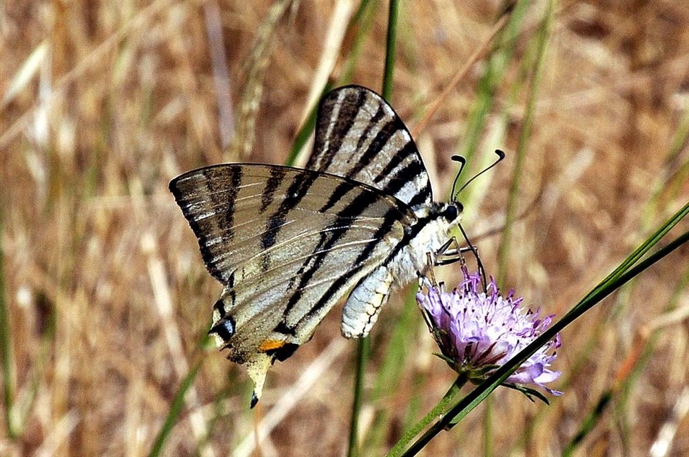 Iphiclides podalirius (1)