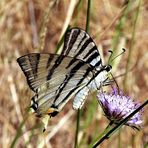 Iphiclides podalirius (1)